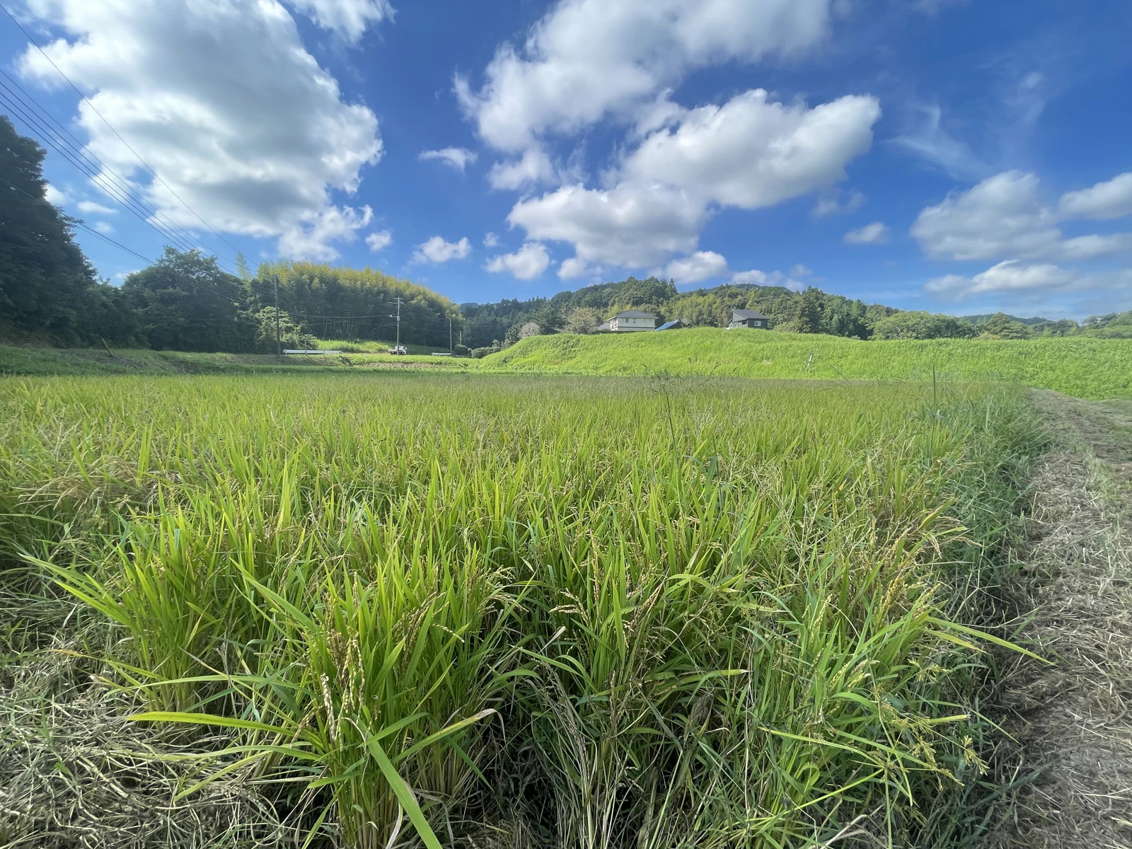 稲穂の広がる田園