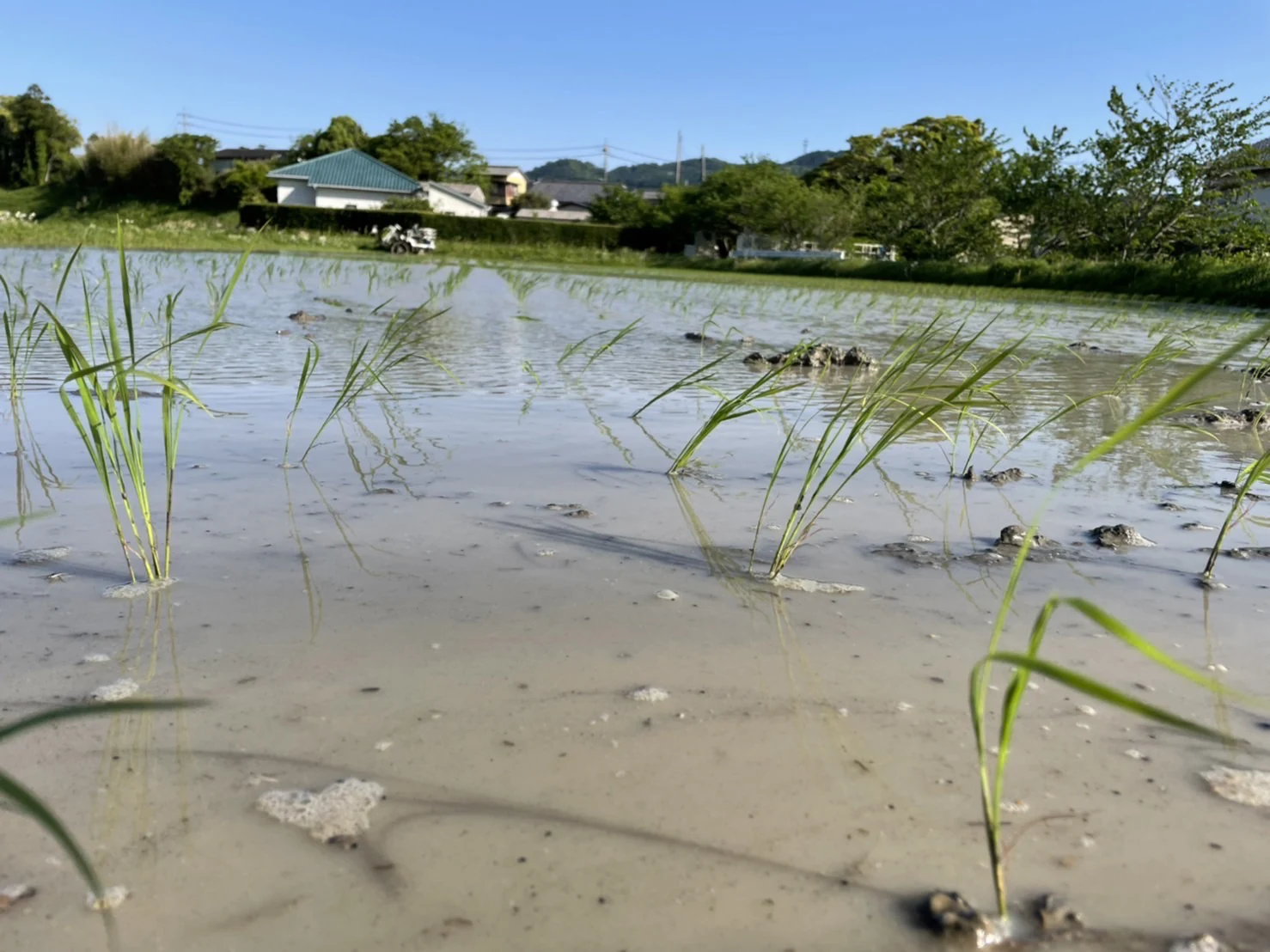 水田の苗
