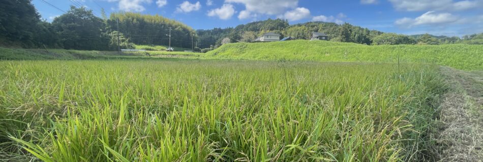 長狭の田んぼ